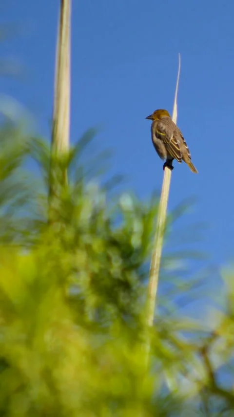 Female weaver perched on vertical leaf looking around and flying away Stock Footage 230690723