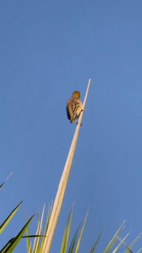 Female weaver perched on vertical leaf looking around Stock Footage 230690774