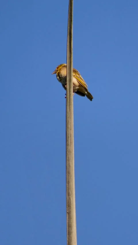 Female weaver perched on vertical leaf looking around Video stock 230690833