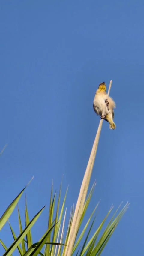Female weaver perched on vertical leaf looking around Video stock 230691022