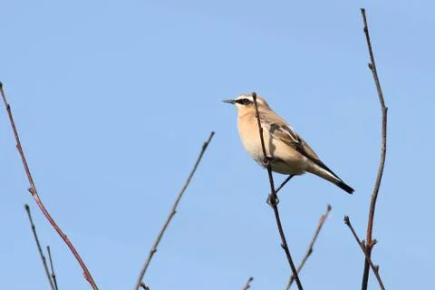 Female wheatear Stockfoto's