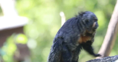Female white-faced saki monkey perched on a branch looking around and jumping Stock Footage 339234993