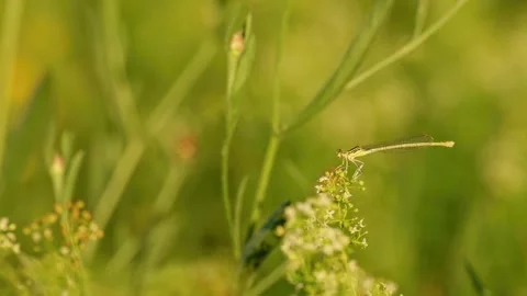 A female white-legged damselfly feeds on a small insect 動画素材 342902433