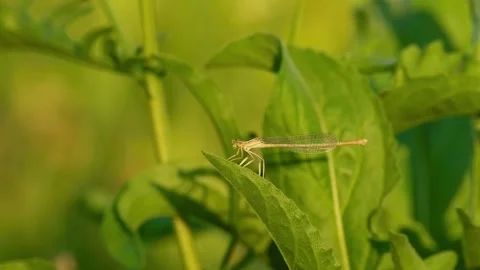 A female white-legged damselfly rests on a slender green leaf 動画素材 342990959