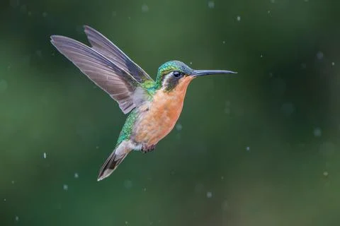 Female White-throated Mountain-gem, Lampornis castaneoventris, in flight in Stock Photos