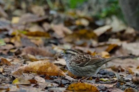 Female White-throated Sparrow camoflaged against the fall leaves Stock Photos