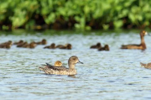 The female Wigeon closeup Fotos de archivo