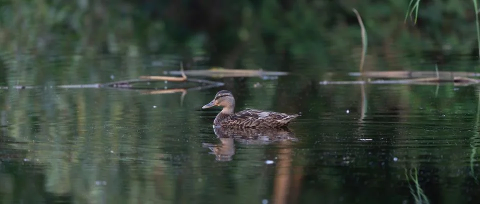 Female wild duck. Portrait at sunrise of a duck with reflection in green wate Stock Photos