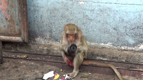 A female wild monkey gnaws a black plastic pipe with her teeth. Distant plan Stock Footage 112999633