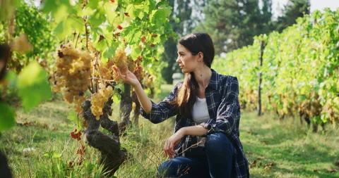 Female winemaker checking ripe grape bunches on vines in vineyard. Stock Footage 141387822