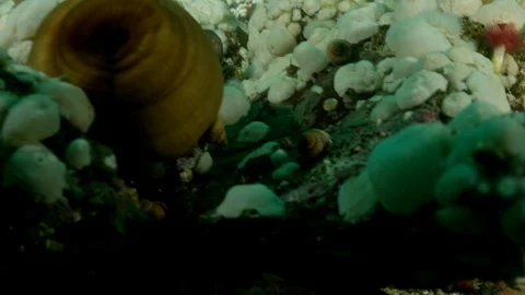 Female Wolf eel swims around coral Stock Footage 111256802