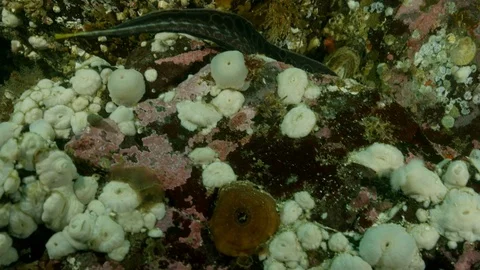 Female Wolf eel swims over coral Stock Footage 111256656