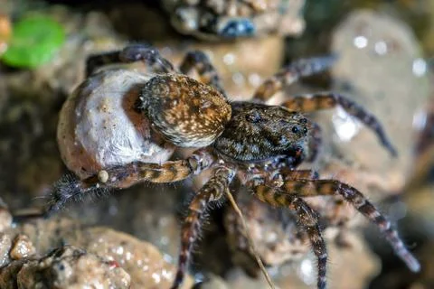 Female Wolf Spider Carries Her Egg Sac Stock Photos