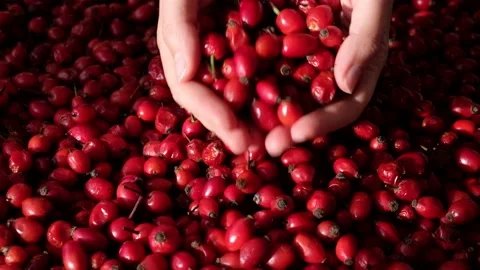 Female woman's hands touching the fruit rose hip. Backgrounds and textures. Stock Footage 173033239