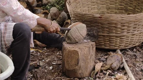 A female worker breaking coconut Stock Footage 233398355