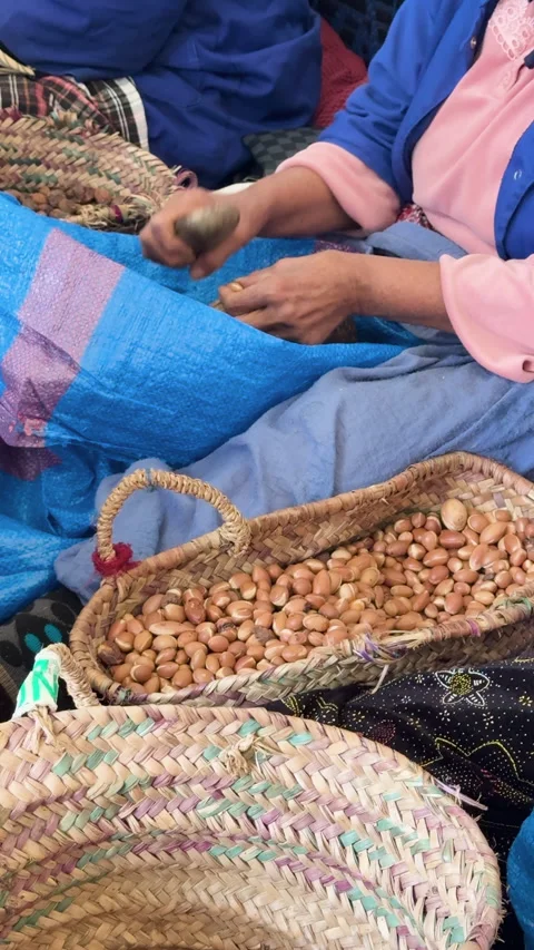 Female worker cracking Argan nuts  to extract the kernel for cosmetic Stock Footage 339696709