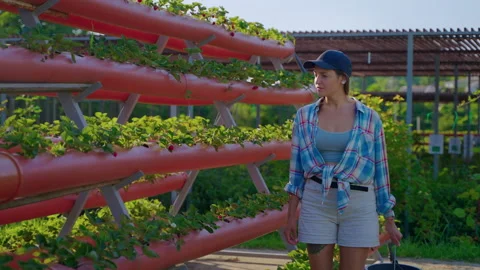 Female worker of eco farm is checking strawberry shrubs, hydroponic Stock-Footage 168270906