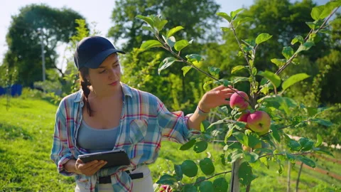 Female worker of farm is checking apple tree, viewing unripe apples in fruit Stock Footage 168269233