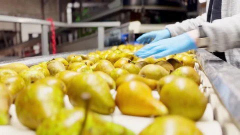 Female worker in gloves sorting conference pears on conveyor belt. Stock Footage 306622195