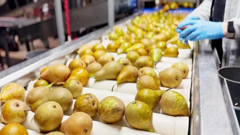 Female worker in gloves sorting conference pears on conveyor belt. Video stock 306622254