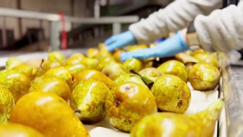 Female worker in gloves sorting conference pears on conveyor belt. Video stock 306622266