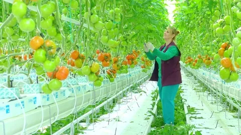 Female worker in greenhouse gathering tomatoes Stock Footage 74391663