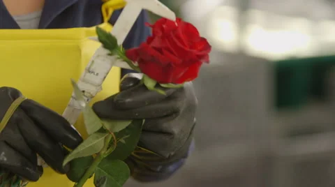 Female worker measuring and checking quality of rose Stock Footage 50178051