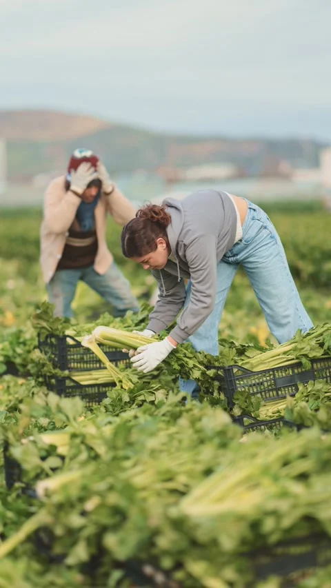 Female worker picks celery in a farmer field. Team of farmers working in the Stock Footage 335615470