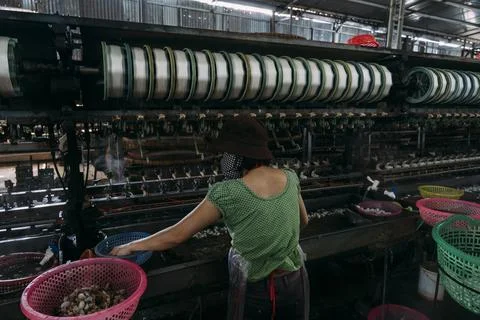 Female worker processing silk worms in a silk factory. Stock Photos