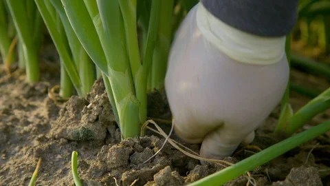 Female Worker Reap Fresh Onions from the Ground  Stock Footage