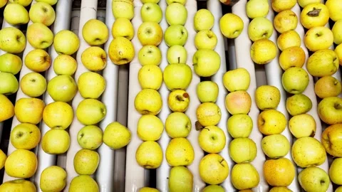 Female worker in rubber gloves sorting apples on conveyor belt Video stock 306621836