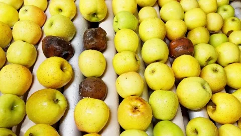 Female worker in rubber gloves sorting apples on conveyor belt Video stock 306621890