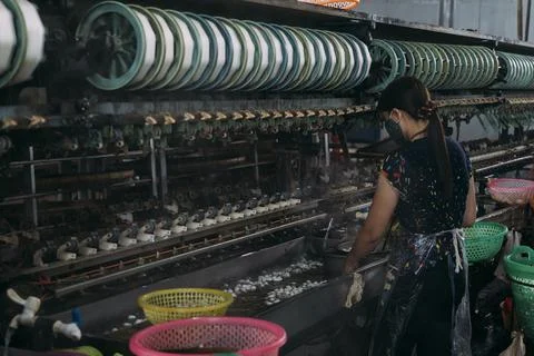 Female worker stands processing silk worms in a silk factory. Stock Photos
