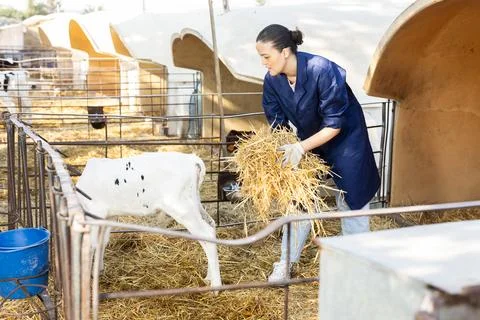Female worker throws hay into cattle pen Stock Photos