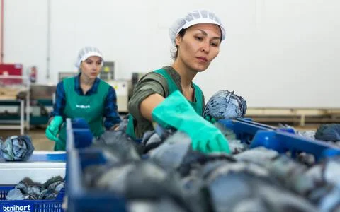 Female worker of vegetable sorting factory arranging red cabbages in boxes Foto stock