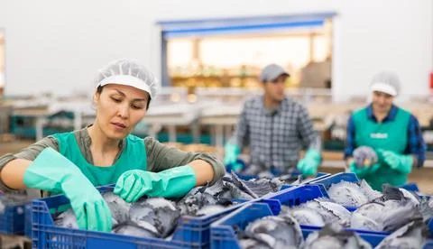 Female worker of vegetable sorting factory arranging red cabbages in boxes Foto stock