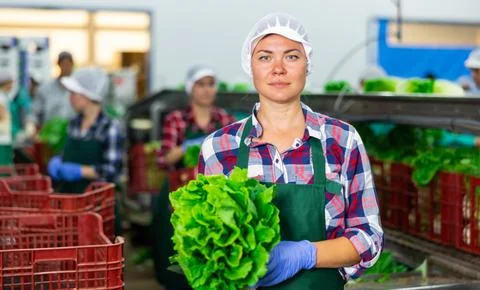 Female worker of vegetable sorting factory arranging lettuce in boxes Foto stock