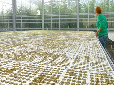 Female worker working in greenhouse Stock Footage 74064779