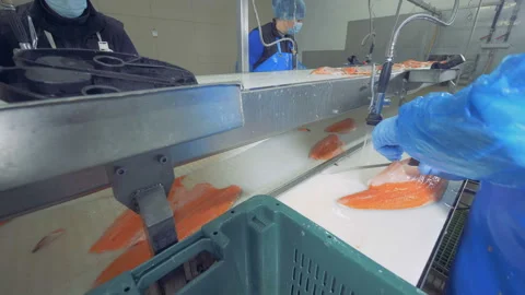 Female workers are processing trunks of salmon in a factory unit Stock Footage 102141762