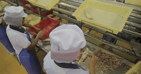 Female Workers Clean The Fish From The Bones (4K) Stock Footage 60925412
