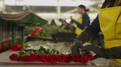 Female workers preparing bouquet of red roses Vídeos de archivo 50179260