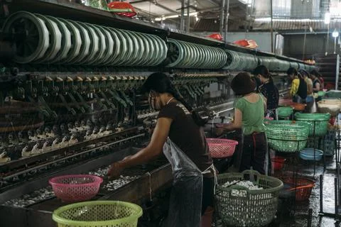 Female workers processing silk worms in a silk factory. Stock Photos