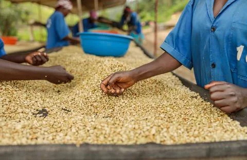 Female workers sorting coffee beans at the farm Foto stock