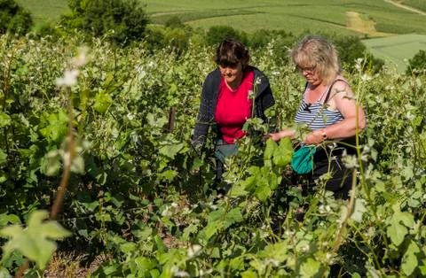 Female Workers Vineyard Stock Photos