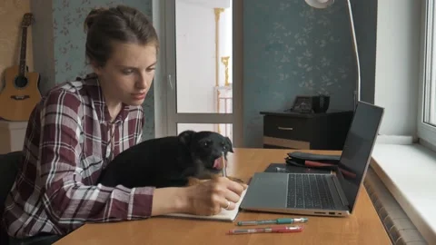 Female working and having video call from home, dog interrupting her Stock Footage 132700588