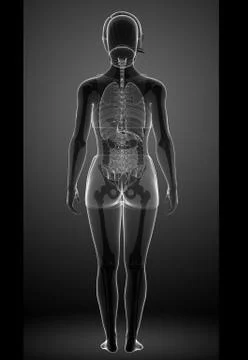 Female xray digestive system Stock Illustration
