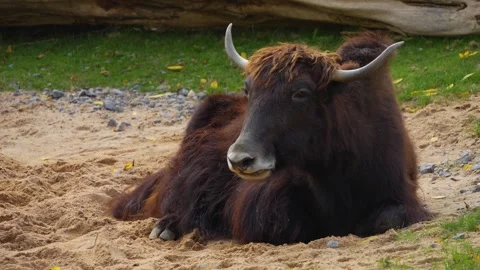 A female yak  Stock Footage 268744874