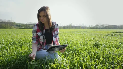 Female young modern farmer using digital tablet on wheat field. Checking plant Stock Footage 155460106