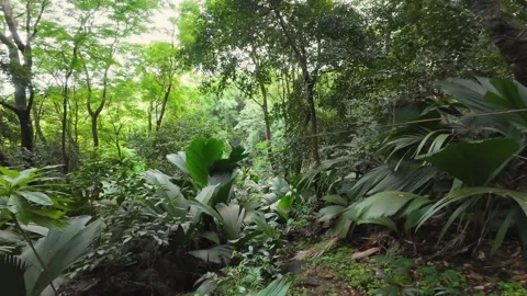 Female Zip liner Passing Quickly Through Dense Tropical Jungle, Seychelles 001 Stock Footage 340028949