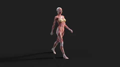 FemaleMuscleWalkCycle 4K with Alpha Stock Footage 208408819